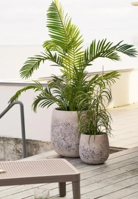 Græs, grøn plante