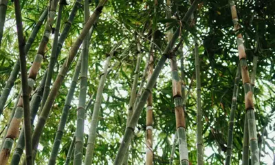 Massivtræ bordplade - Bambus