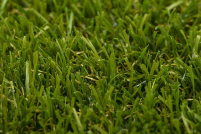 Turfgrass Yara Olive Grass carpet