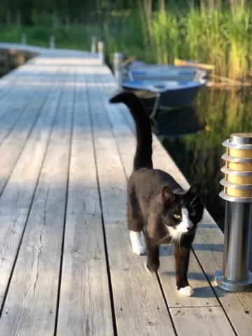 Organowood, 01 Træbeskyttelse