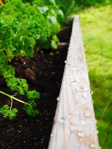 Organowood, 01 Træbeskyttelse