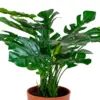 Artificial Monstera plant 45 cm.