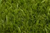 Turfgrass Yara Olive Grass teppe