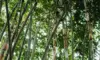 Massivtræ bordplade - Bambus